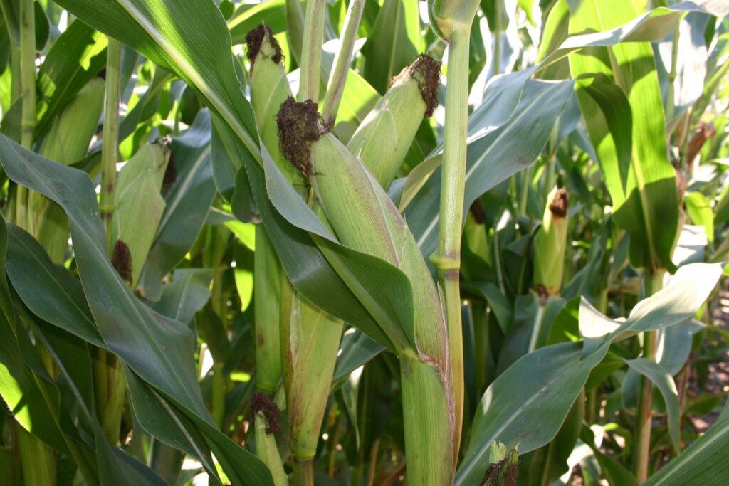 Jednou z prvních GM plodin byla Bt-kukuřice. Není poškozována zavíječem a obsahuje proto jen nízké hladiny problematických fuzáriových mykotoxinů