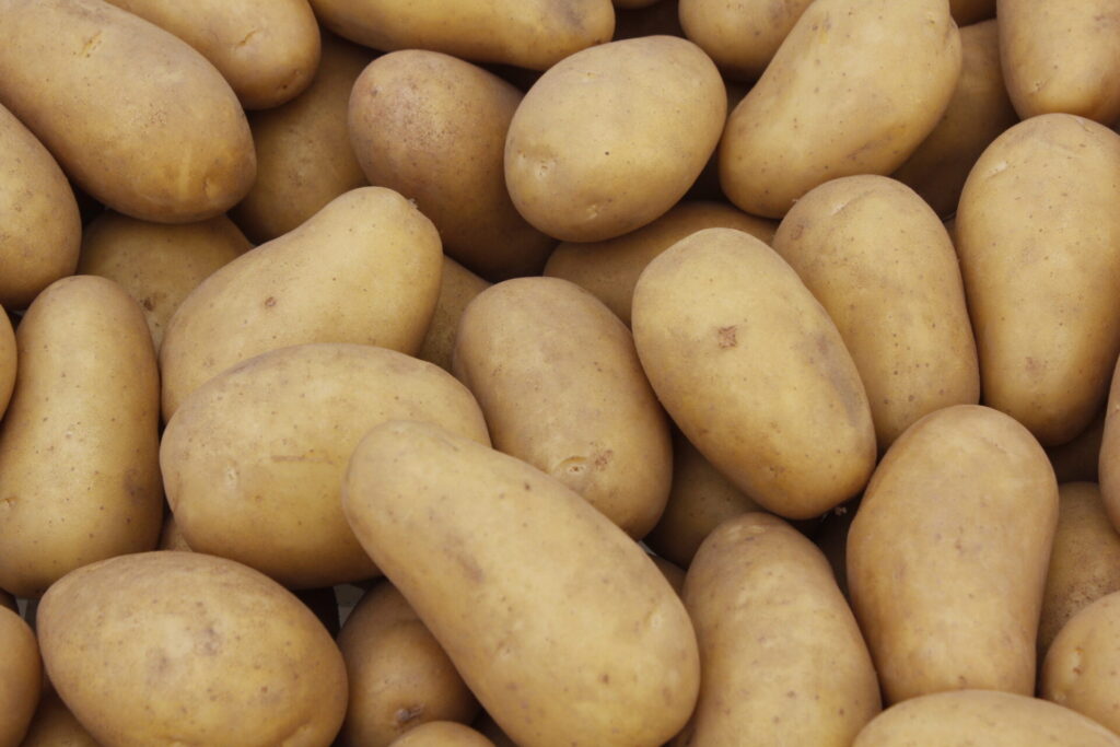 Již zhruba 15 let existují GM brambory odolné vůči plísni bramboru - jejich využití by výrazně snížilo spotřebu fungicidů v plodině a spotřebu pohonných hmot na ošetření