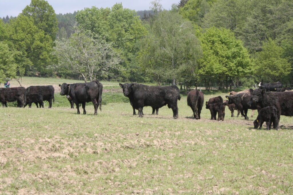 aberdeen angus