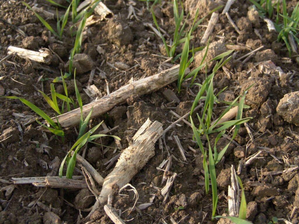 Velké množství posklizňových zbytků na povrchu půdy může snižovat účinnost půdních herbicidů Foto Miroslav Jursík