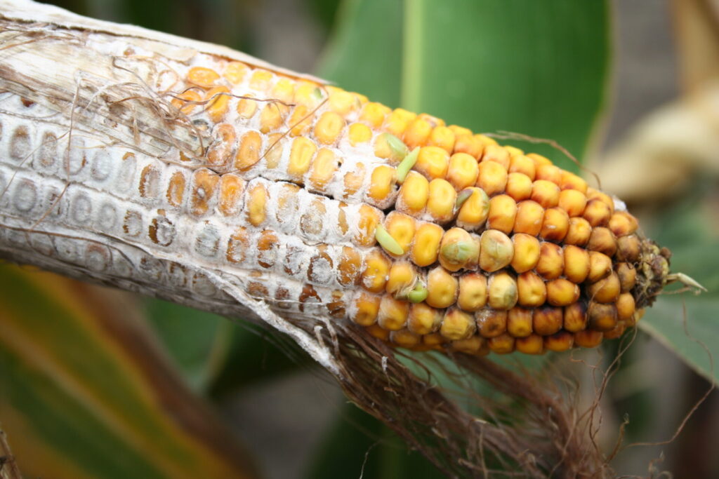 Bt-kukuřice prakticky není napadána zavíječem kukuřičným, a proto ji takřka neinfikují fuzariozy