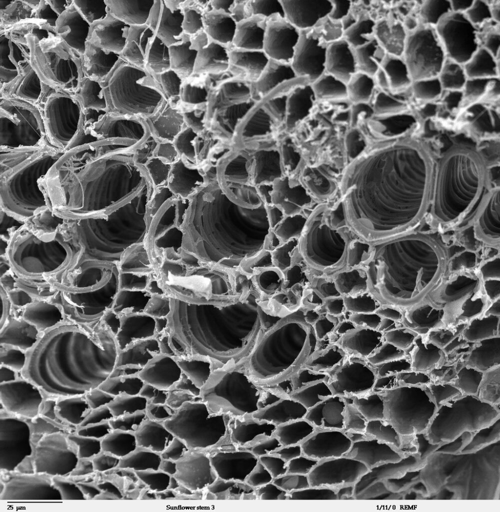 porézní povrch biouhle pod mikroskopem
