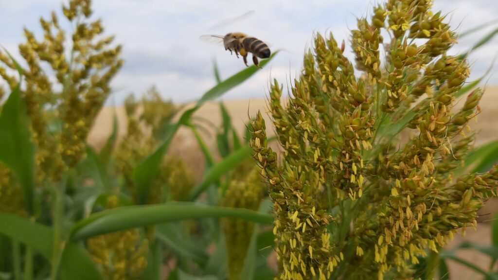 V době květu je Ruzrok velmi atraktivní pro včely Foto Alena Šímová