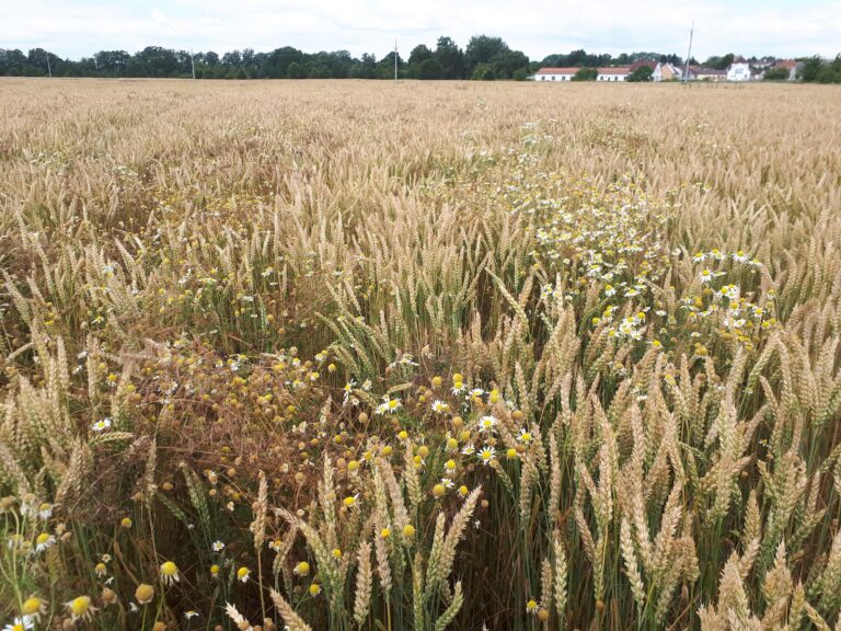 Zaplevelení ozimé pšenice po selhání ochrany proti heřmánkovci nevonnému Foto archiv ČZU