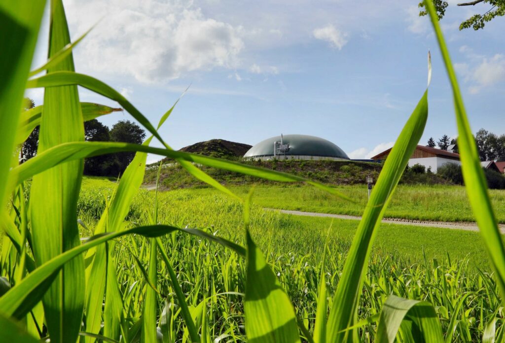 Jednou z hlavních surovin pro výrobu bioplynu v zemědělských stanicích zůstane i v nadále silážní kukuřice. Foto Jiří Trnavský