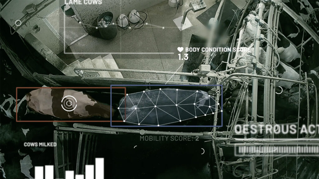 Kamera snímá každou krávu v dojírně a software CattleEye analyzuje její pohyb a detekuje případné kulhání