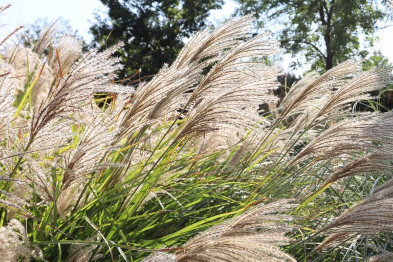 detail květenství Miscanthus