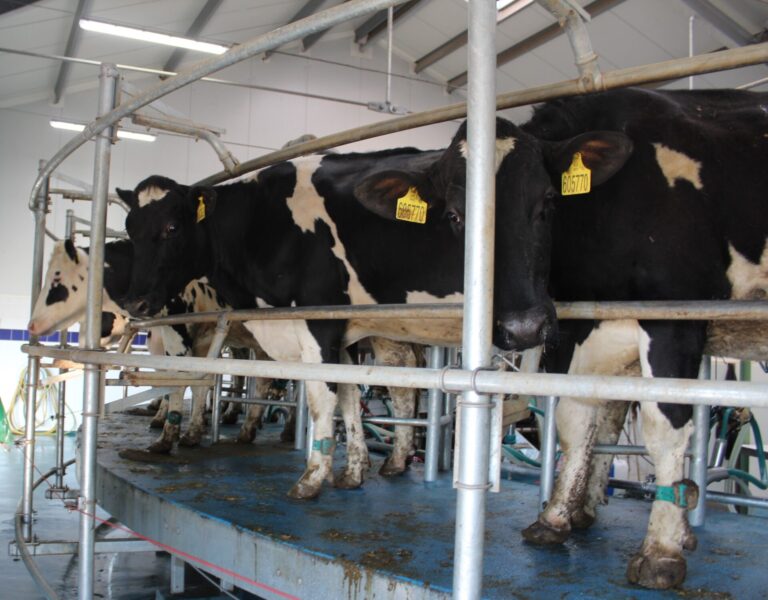 dojení a prre-milking