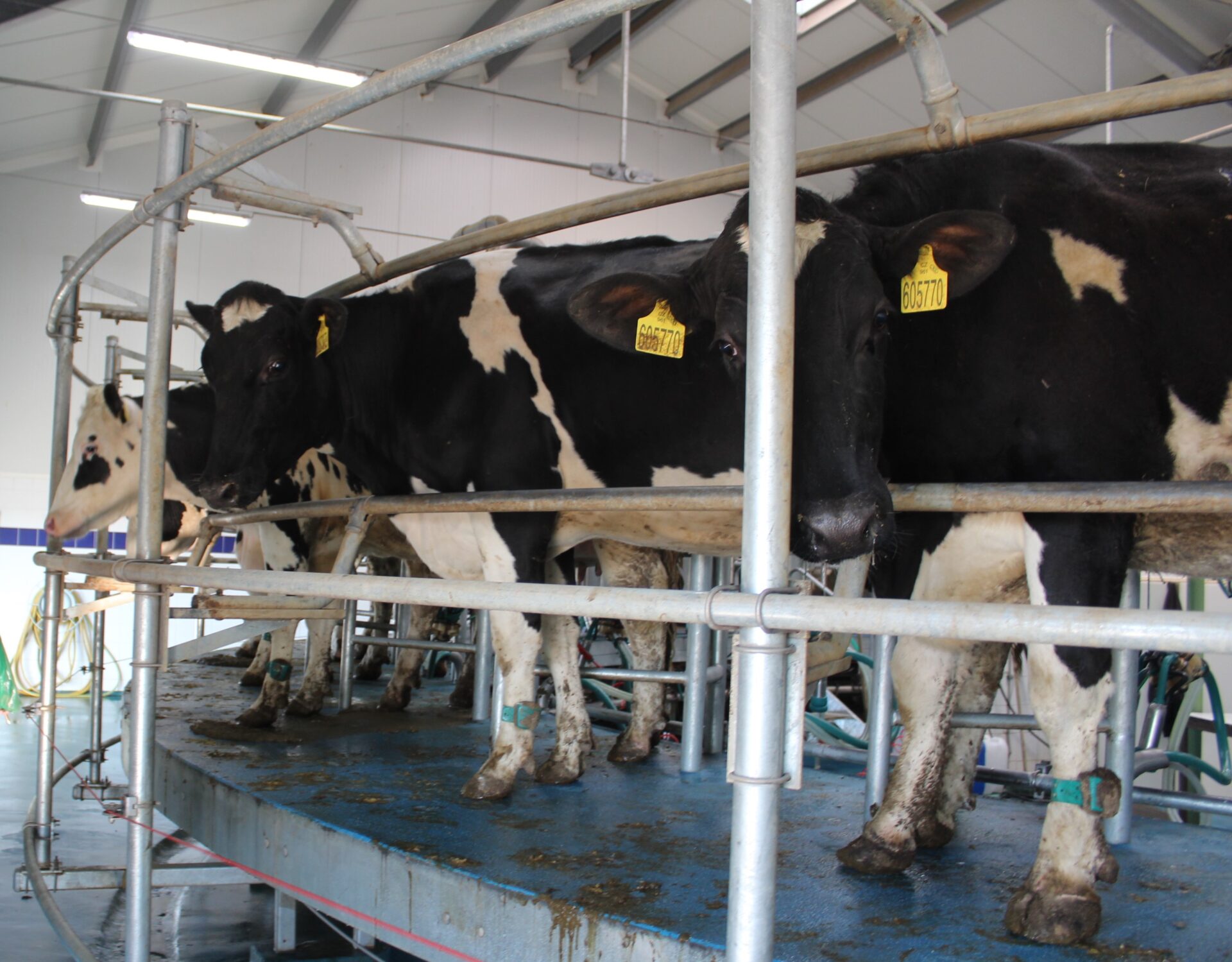 dojení a prre-milking