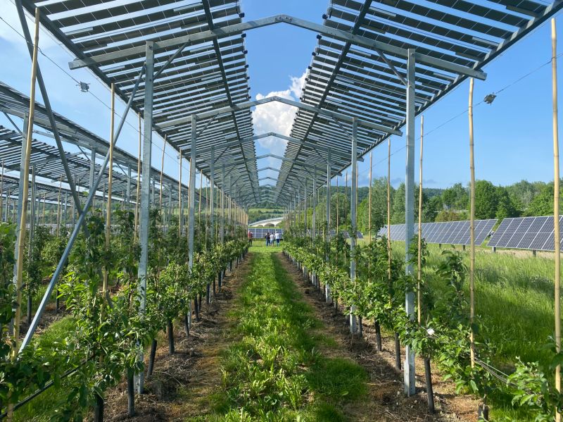 Dosud byla agrivoltaika v Česku legislativně umožněna převážně jen na vinice a ovocné sady, což její využití výrazně limitovalo. Foto archiv Energie 21
