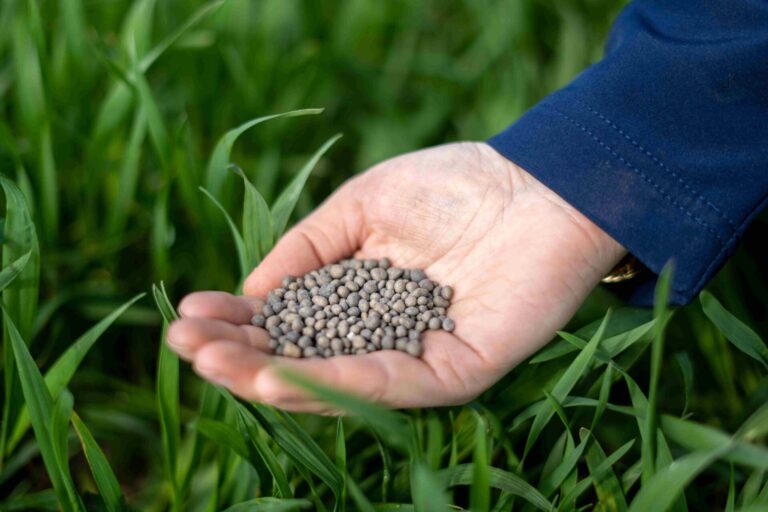 Granule hnojiva s technologií chráněného dusíku N-Process Foto archiv TIMAC AGRO