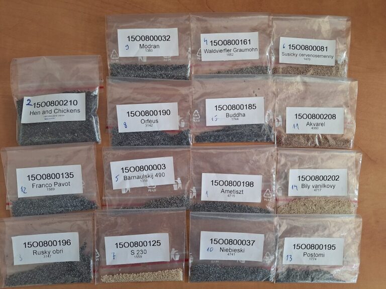 Osivo máku setého Foto archiv CARC