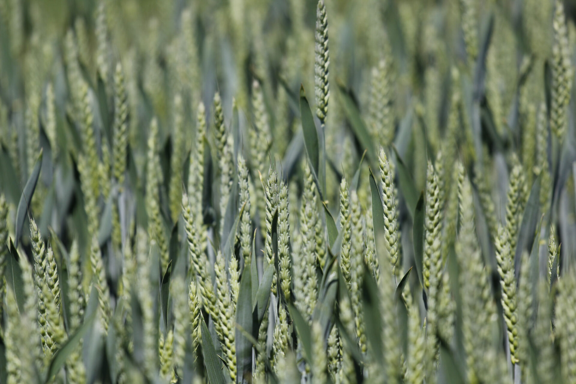 Zdravý porost pšenice