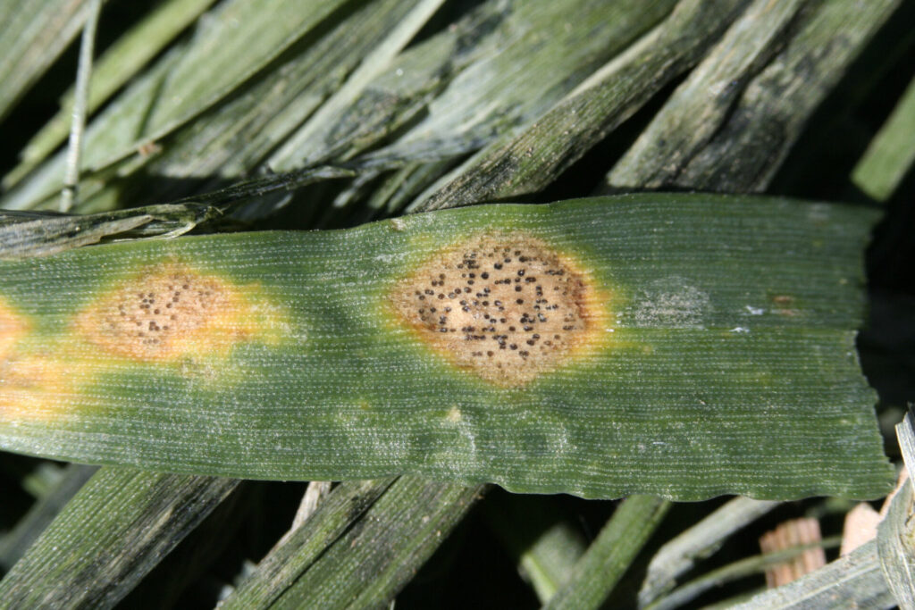 Pšenice skvrnitosti