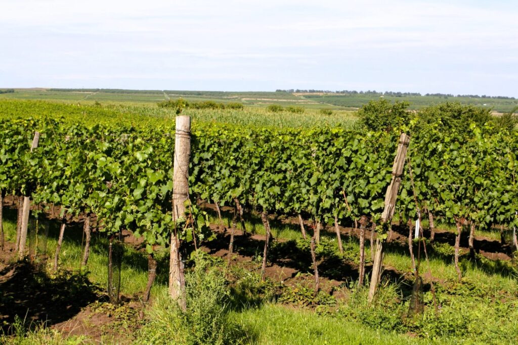 pohled na keře ve vinici
