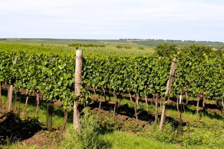 pohled na keře ve vinici