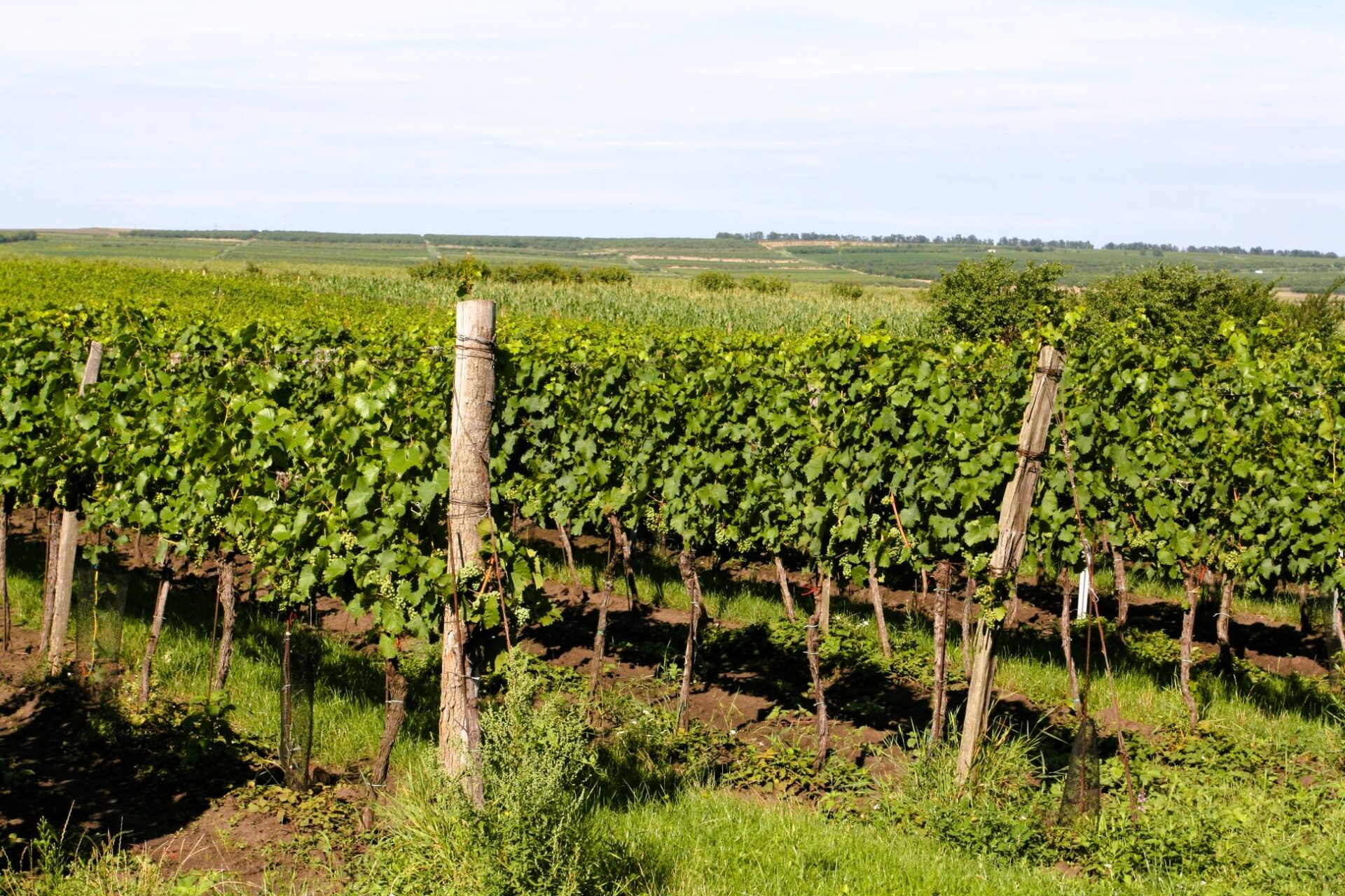 pohled na keře ve vinici