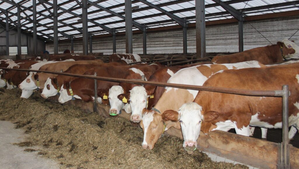 český strakatý skot