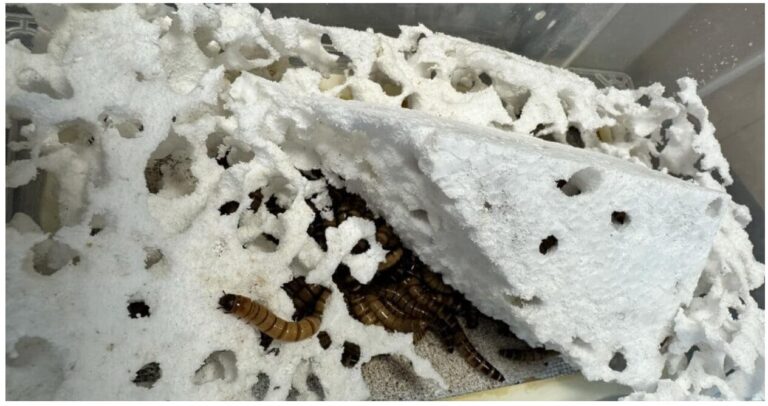 screenshot-1765724538179