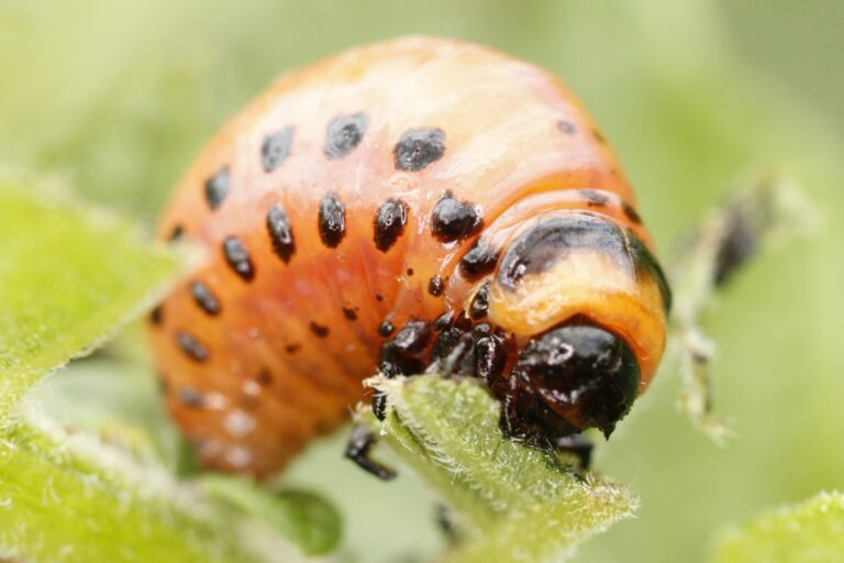 RNAi přípravky se již používají proti mandelince