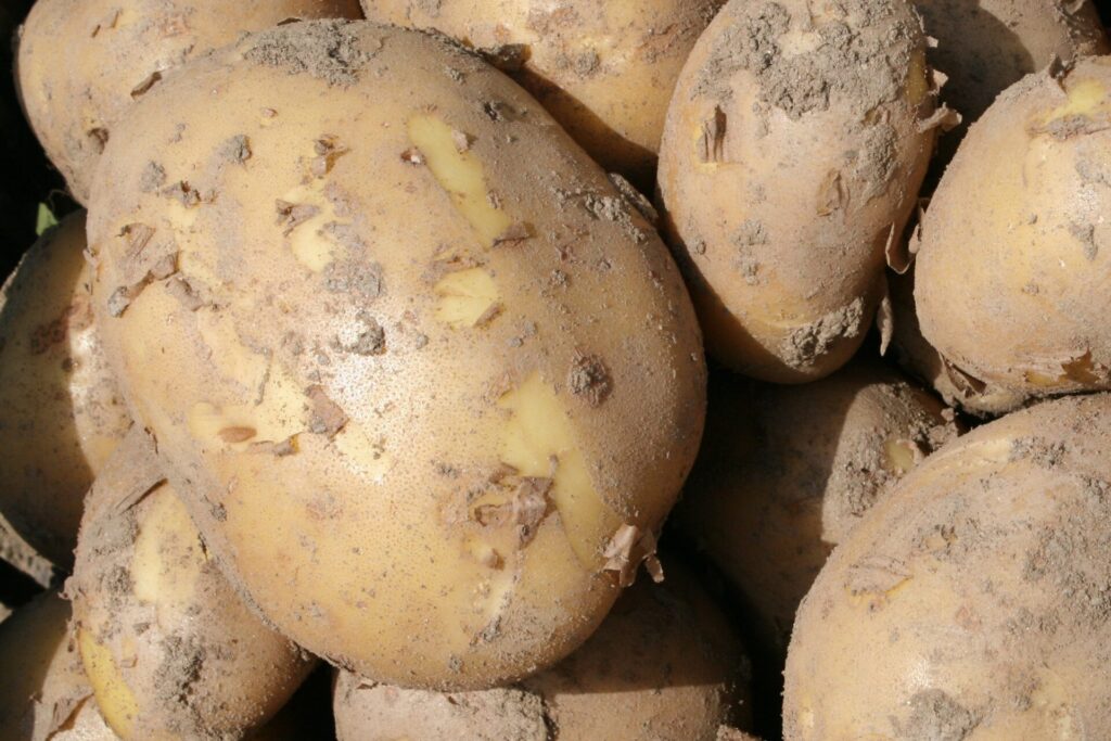 Brambory patří k významným plodinám