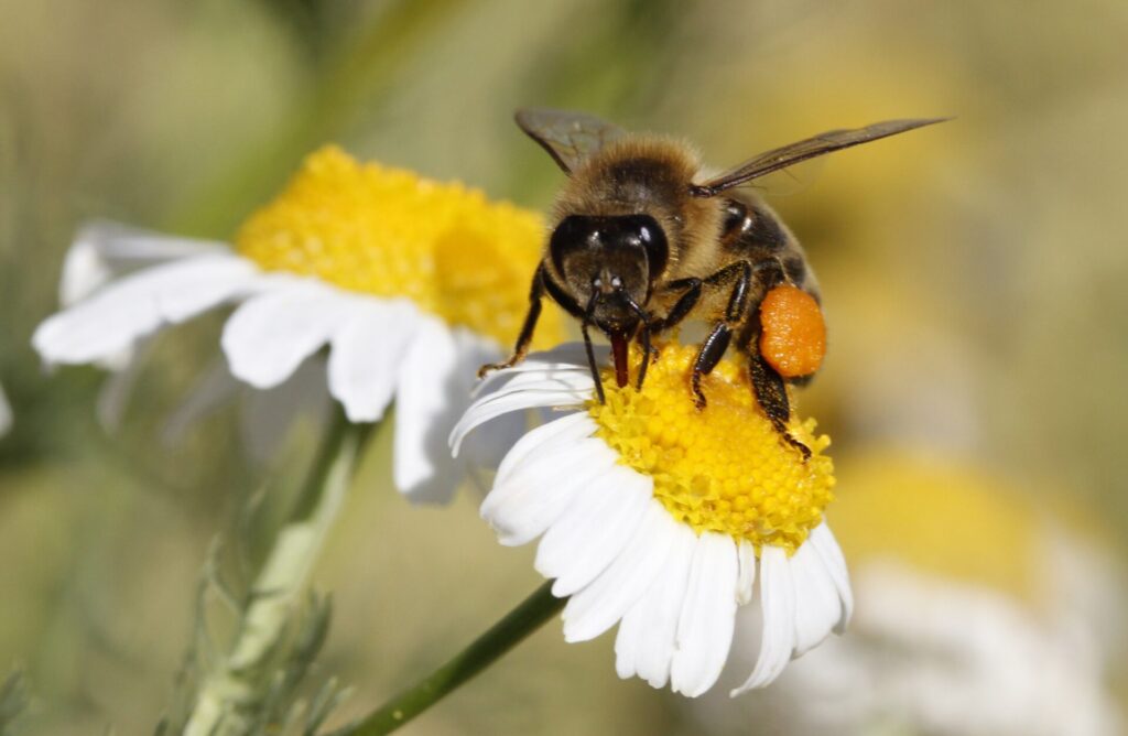 RNAi přípravky by se daly použít i v ochraně včel