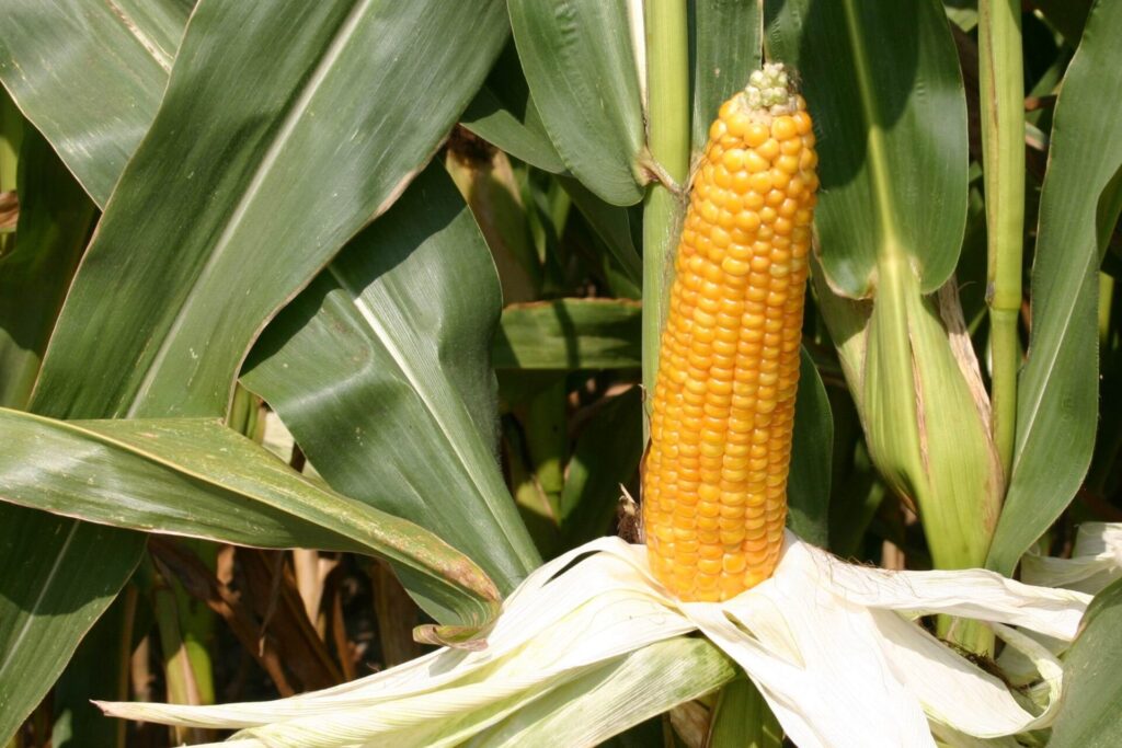 V kukuřici se vložený RNAi gen používá proti bázlivci