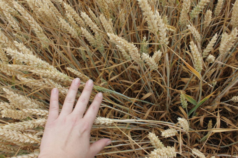 Odborníci očekávají, že pokud pěstitelé přijmou nové odrůdy s touto rezistencí, může v příštích letech dojít k významnému snížení ekonomických ztrát způsobených fuzariózou klasu pšenice Foto Jana Pančíková