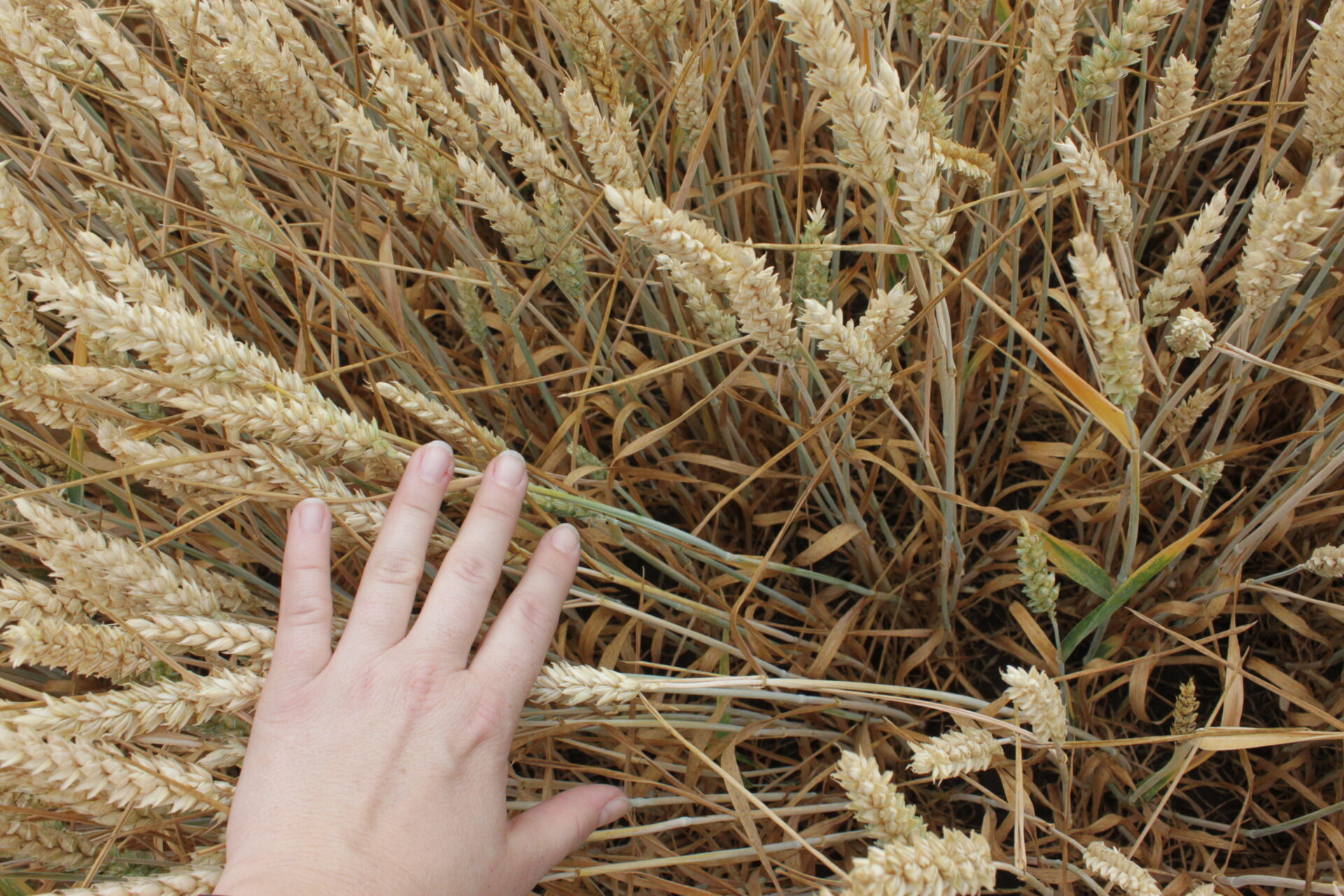 Odborníci očekávají, že pokud pěstitelé přijmou nové odrůdy s touto rezistencí, může v příštích letech dojít k významnému snížení ekonomických ztrát způsobených fuzariózou klasu pšenice Foto Jana Pančíková