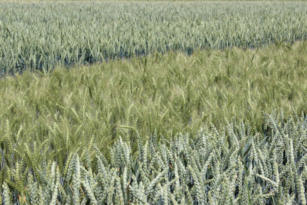 Vědci navrhují propojit umělou inteligenci s moderními biotechnologiemi, aby urychlili šlechtění plodin odolnějších vůči suchu, chorobám a dopadům změn klimatu Foto Barbora Venclová