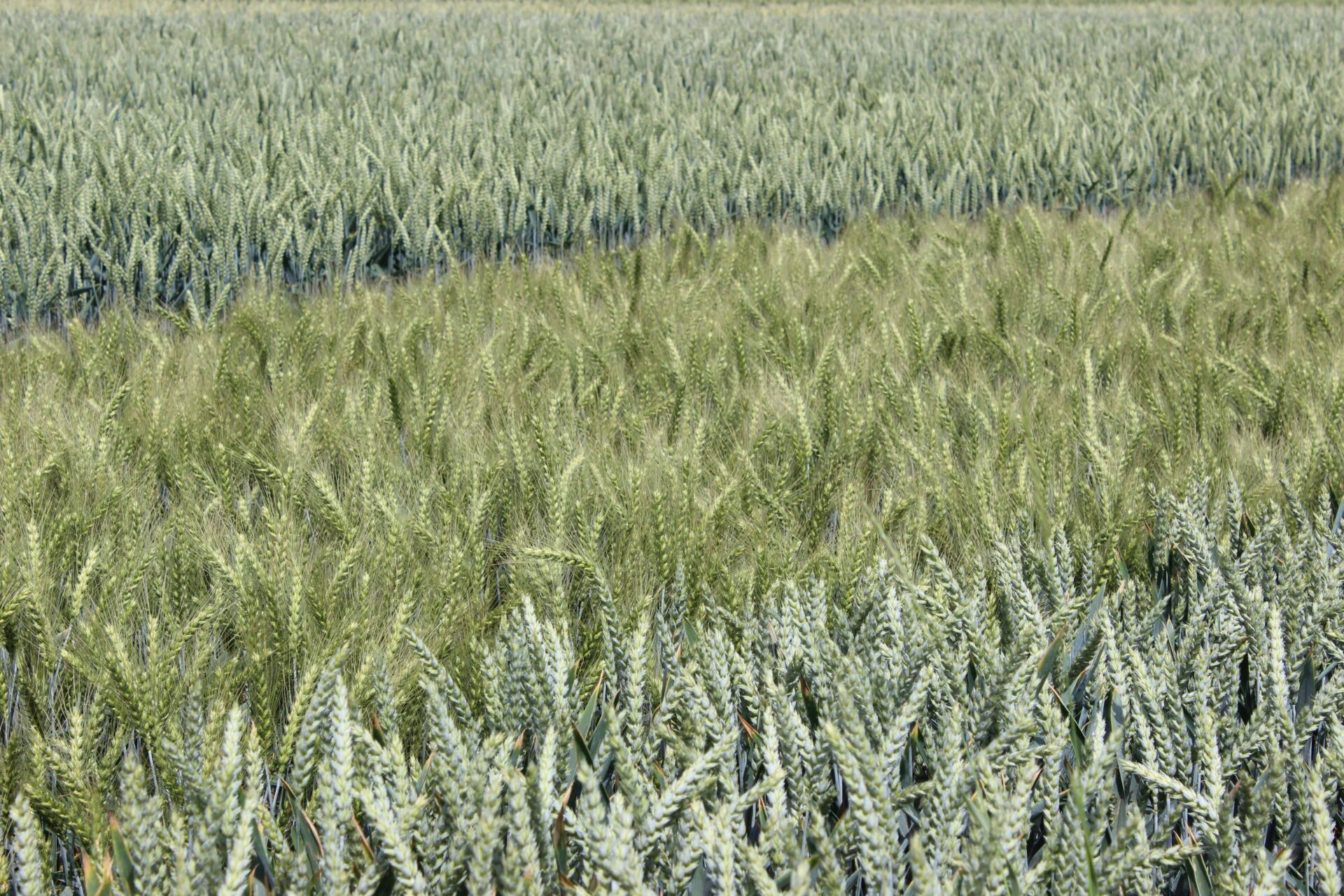 Vědci navrhují propojit umělou inteligenci s moderními biotechnologiemi, aby urychlili šlechtění plodin odolnějších vůči suchu, chorobám a dopadům změn klimatu Foto Barbora Venclová