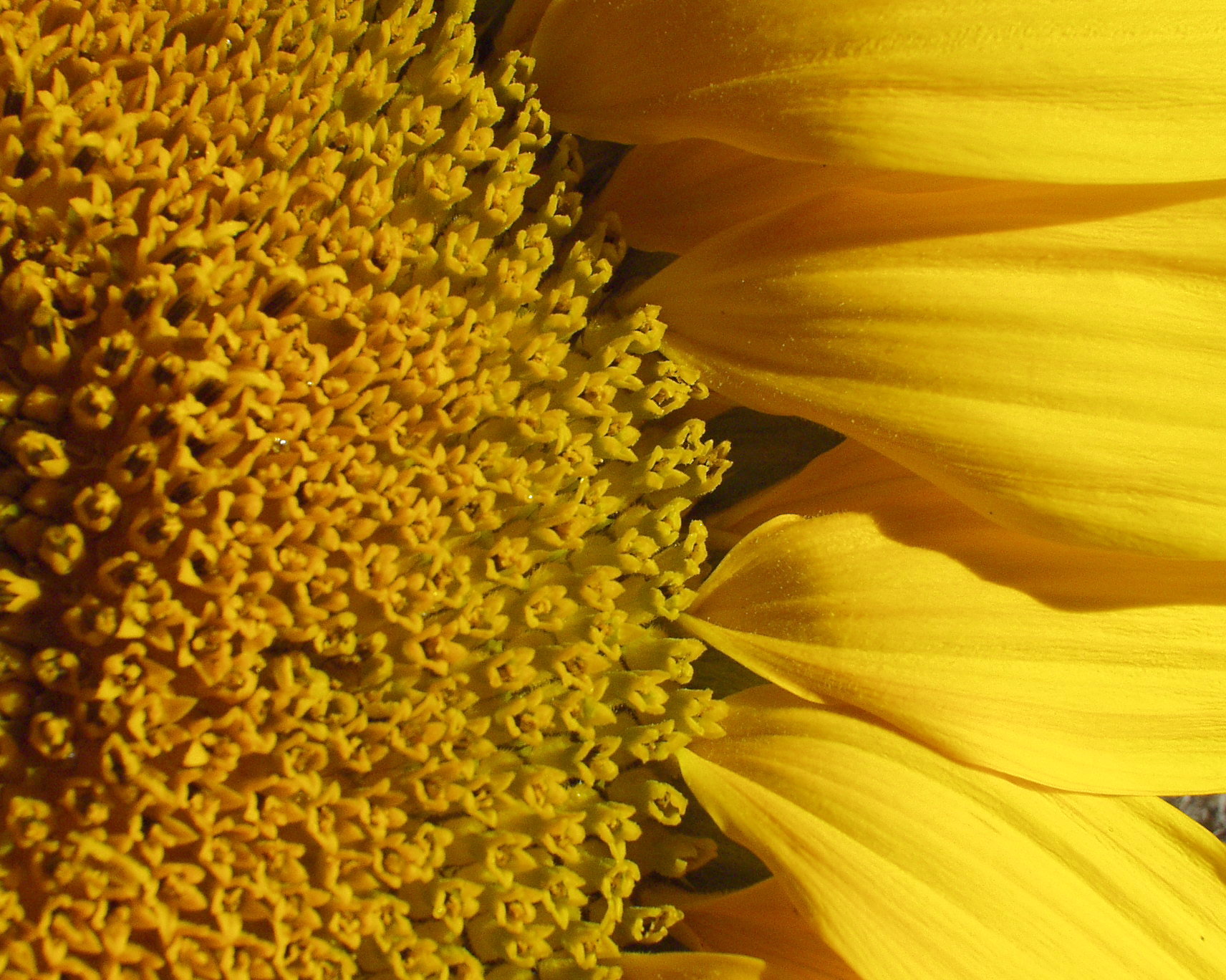 Nový výzkum ukazuje na potenciál slunečnice Foto David Bouma