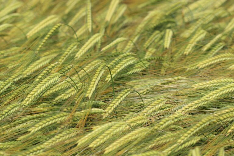 Do budoucna budou možná fixovat vzdušný dusík i plodiny jako například ječmen Foto Barbora Venclová