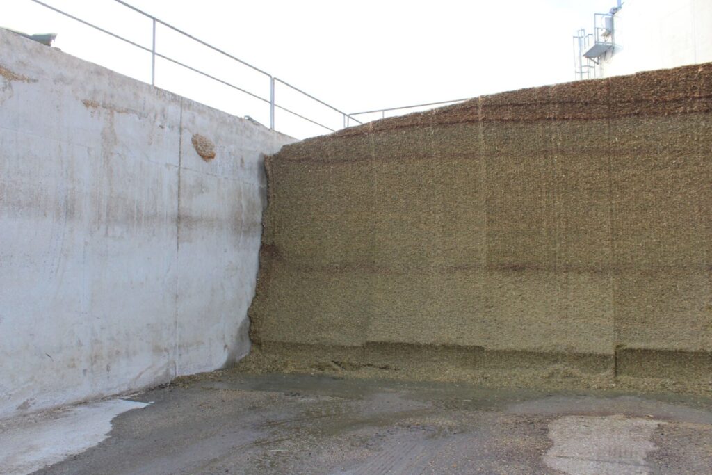 kukuřičná siláž