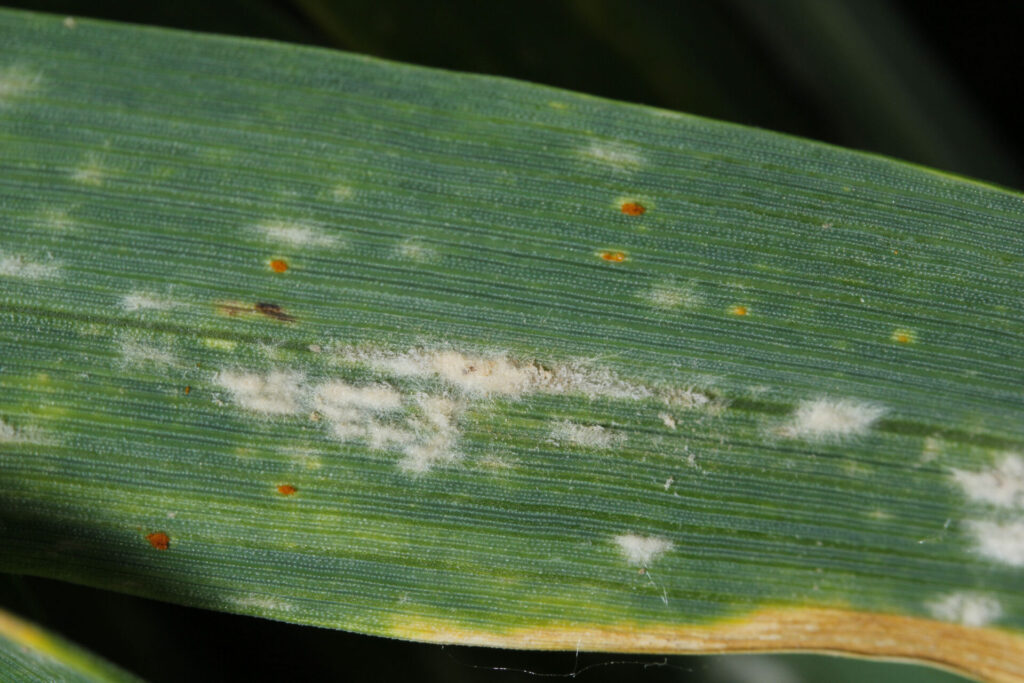 Listové choroby pšenice