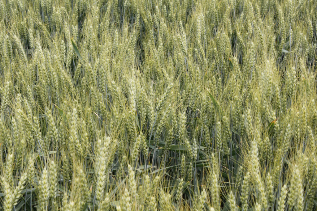 Porost pšenice