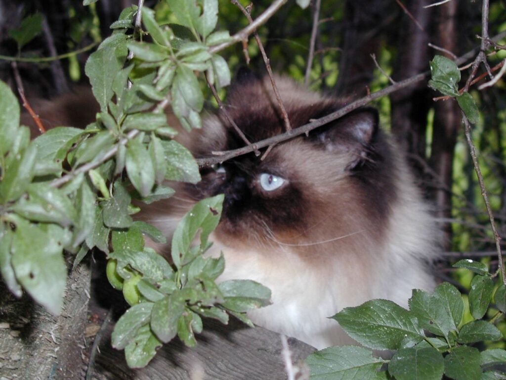koška
