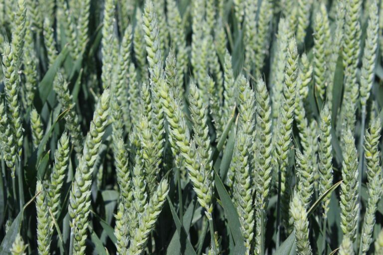 Vědci z britského výzkumného pracoviště Rothamsted Research vyvinuli novou odrůdu pšenice – Výzkumný tým použil technologii CRISPR, která umožňuje cíleně „vypnout" konkrétní geny zodpovědné za tvorbu asparaginu (ilustrační fotografie) Foto Barbora Venclová