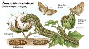 Černopáska bavlníková Grafika: Gemini