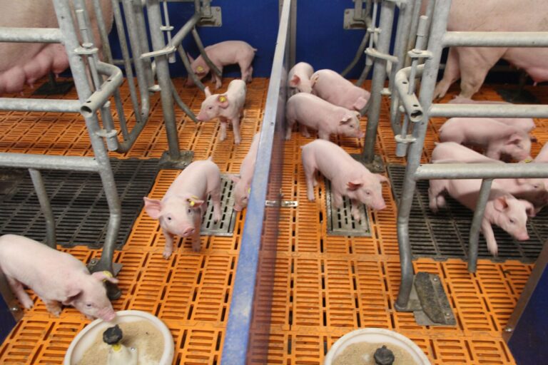 pigies