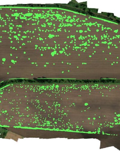 Vědci si kladou ambiciózní cíle – chtějí, aby drony dokázaly detekovat lipnicovité rostliny v porostu lipnicovitých rostlin, konkrétně chundelku metlici v obilninách Foto Vojtěch Slezák