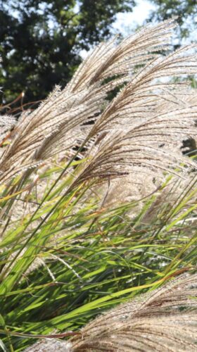 detail květenství Miscanthus