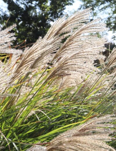 detail květenství Miscanthus