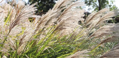 detail květenství Miscanthus