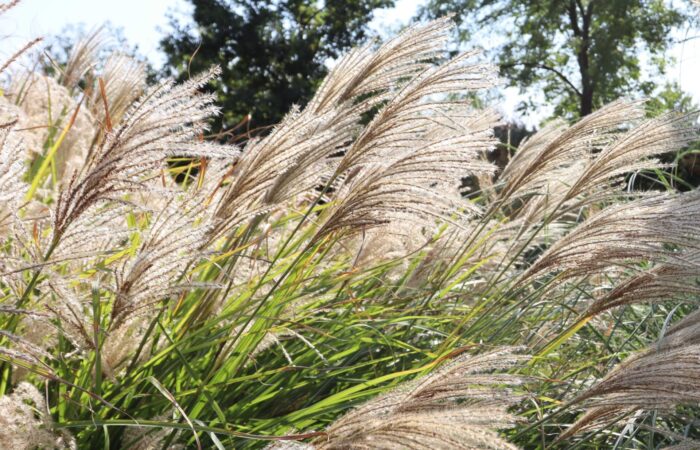 detail květenství Miscanthus