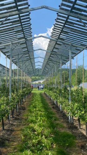 Dosud byla agrivoltaika v Česku legislativně umožněna převážně jen na vinice a ovocné sady, což její využití výrazně limitovalo. Foto archiv Energie 21