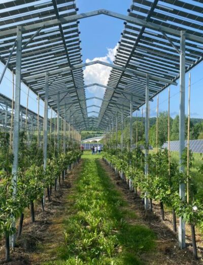 Dosud byla agrivoltaika v Česku legislativně umožněna převážně jen na vinice a ovocné sady, což její využití výrazně limitovalo. Foto archiv Energie 21