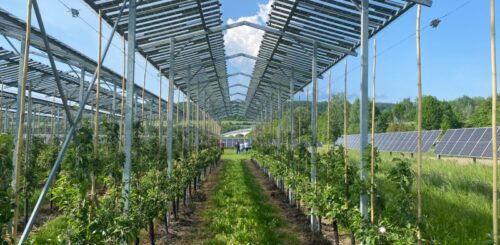 Dosud byla agrivoltaika v Česku legislativně umožněna převážně jen na vinice a ovocné sady, což její využití výrazně limitovalo. Foto archiv Energie 21