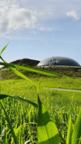 Jednou z hlavních surovin pro výrobu bioplynu v zemědělských stanicích zůstane i v nadále silážní kukuřice. Foto Jiří Trnavský