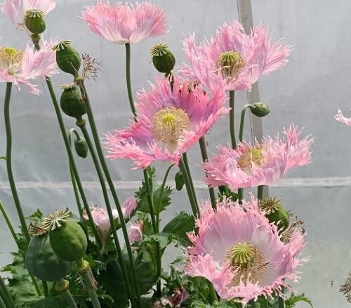 6.6.24 Akvarel (Czechia)